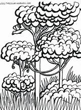 Tropical Rainforest Layers Facts Sketch Coloring Page sketch template