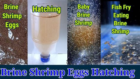 Brine Shrimp Hatchery | Brine Shrimp Eggs Hatching - YouTube