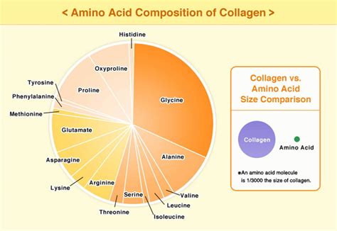 Amino Acids for Skin and Hair | Enhancing Life with Amino Acids | About us | Ajinomoto Group ...