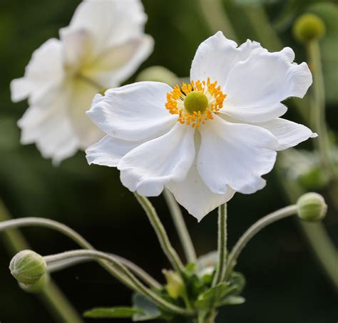 Japanese Anemone | Flower garden, Japanese anemone, Anemone