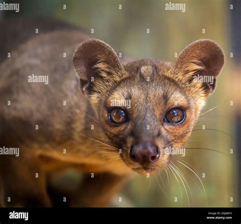 An endangered fossa, a vicious predator to lemurs, native to Madagascar Stock Photo - Alamy