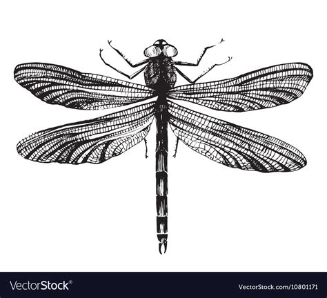 Black dragonfly on white background Royalty Free Vector