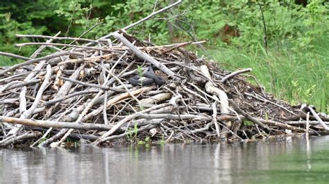 Winter Wildlife Pt. 2: Beavers Under the Ice - Grizzly bear conservation and protection