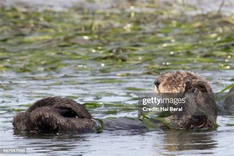 152 Sea Otter Sleeping Stock Photos, High-Res Pictures, and Images - Getty Images