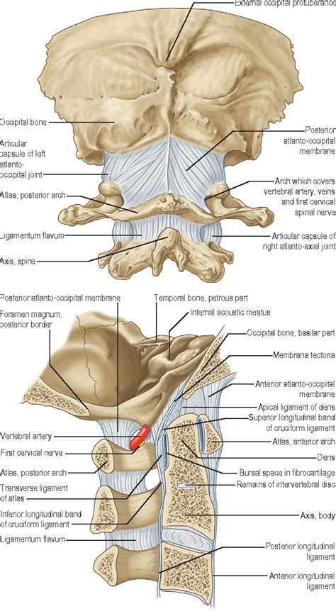 Figure 14 from Applied anatomy of the cervical spine | Semantic Scholar