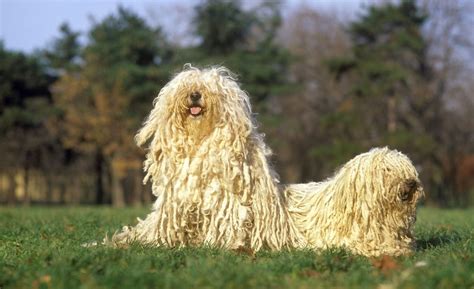 17 Dog Breeds with Curly Hair: Curly Canines!