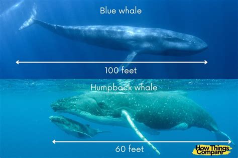 Humpback Whale vs Blue Whale: Comparison Guide – howthingscompare.com