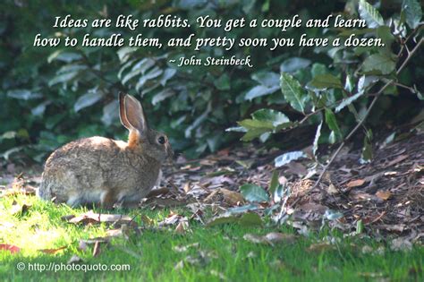 Quotes About Rabbits. QuotesGram