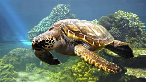 HD Wallpapers Desktop: Turtle Swimming HD Wallpapers