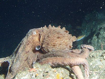 Giant octopus - Simple English Wikipedia, the free encyclopedia