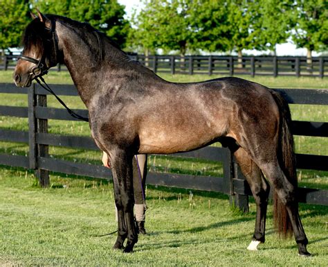 The Andalusian. The ORIGINAL war horse. And the only other breed I dream to own besides a ...