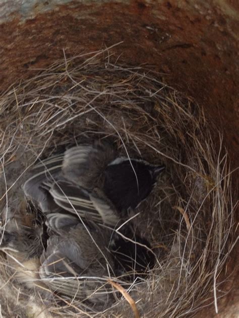 NestWatch | Black-capped chickadee nest under elf - NestWatch