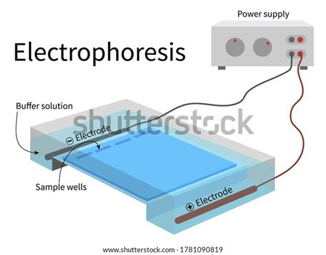 Gel Electrophoresis Stock Photos and Pictures - 850 Images | Shutterstock