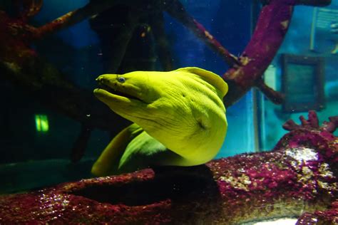 Moray eel aquarium | 6 beautiful aquarium eels | FantaSEA