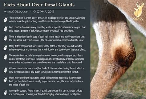 Tarsal Glands - QDMA