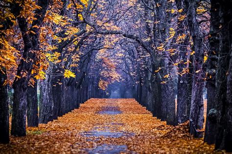 Autumn, forest, colorful, fall, colors, park, trees, leaves, autumn splendor, HD wallpaper | Peakpx