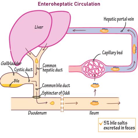 Biochemistry Glossary: Enterohepatic Circulation | Draw It to Know It