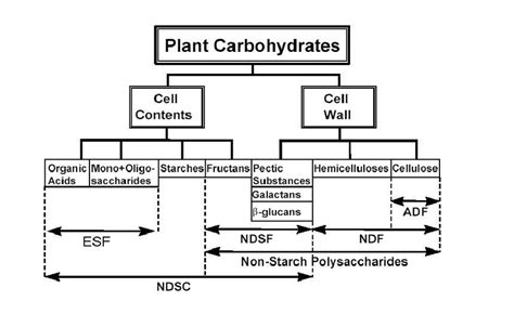 Carbohydrates Diagram