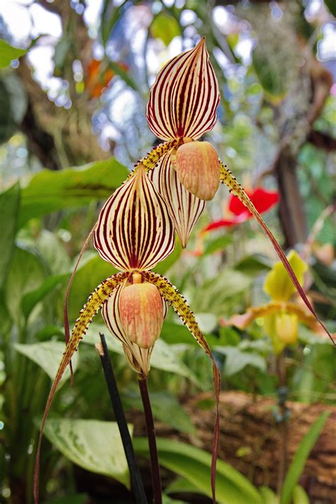 Madeira, Orchid garden in Funchal: Landscape and Travel Photography ...