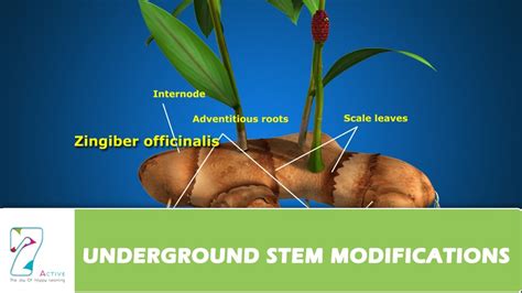 What Is Stem Modification : Stem Modification Kebun : It is a fleshy modified stem which grows ...