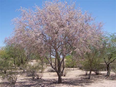 a rather large ironwood tree covered in pink blossoms | Ironwood tree ...