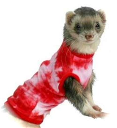 Ferret Care on Ferret Legging Competition - Ferret Care Expert