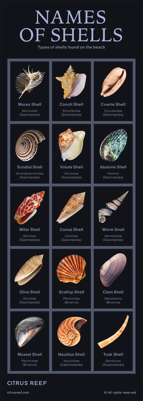 Common And Rare Types Of Shells Found On The Beach | Types of shells, Marine biology, Shells