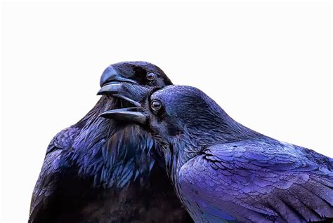 Lisa's World: 10 Fascinating Facts About Ravens