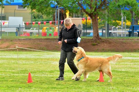 Obedience Training – Newcastle All Breeds Dog Training Club