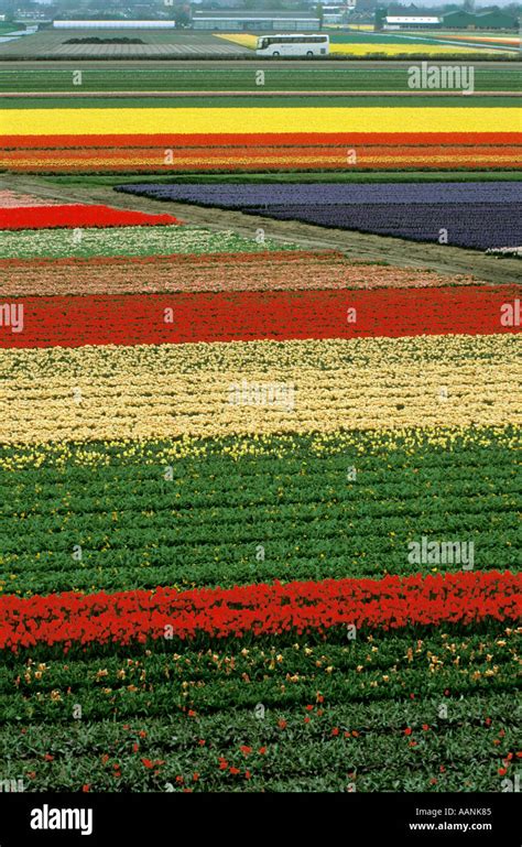 HOLLAND Lisse Keukenhof Gardens Aerial view of bulb and flower fields Motor Coach crossing ...