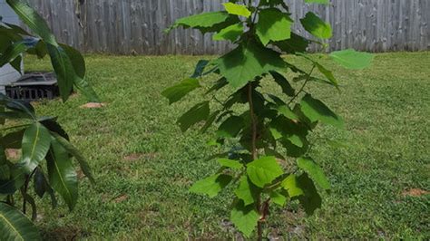 Young sycamore tree.. how to prune/trim?