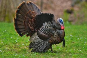 Turkey Breeds - Facts, Types, and Pictures