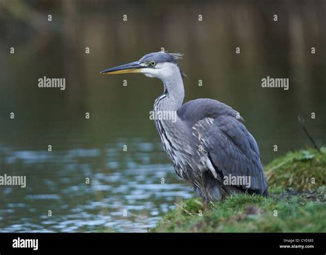 Grey Heron fishing Stock Photo - Alamy