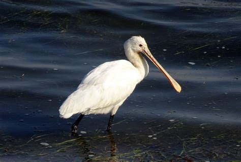 100+ Free Spoonbill & Nature Images - Pixabay