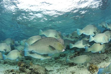 Humphead Parrotfish Together Stock Image - Image of blue, underwater: 542665