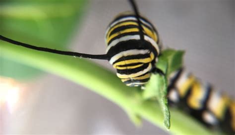 Want to Boost Butterflies? Aim for a "Caterpillar Garden" - Hobby Farms