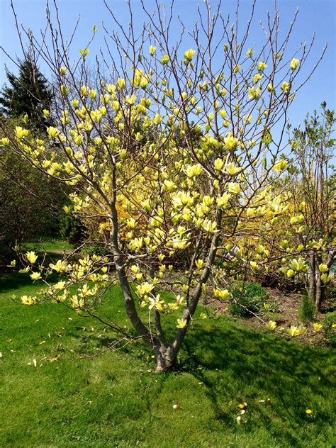 Maine Island Inn: Yellow Magnolia