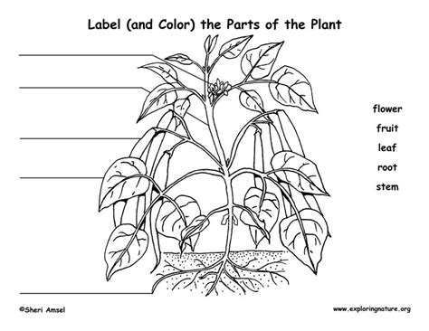 Label Parts Of Plants