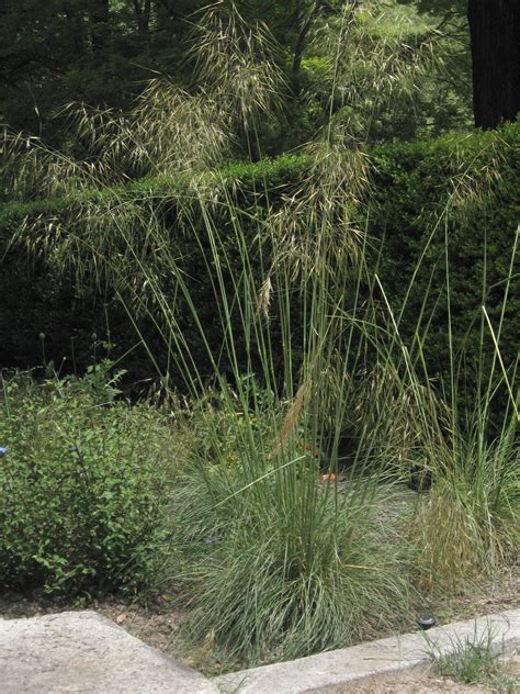 Stipa gigantea - Riverside Garden Centre