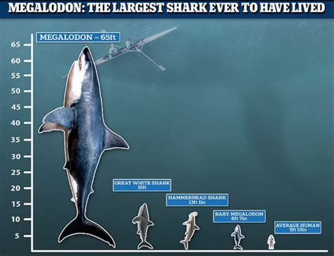 Megalodon Size Comparison [2022] Extinct Giant Of The Sea