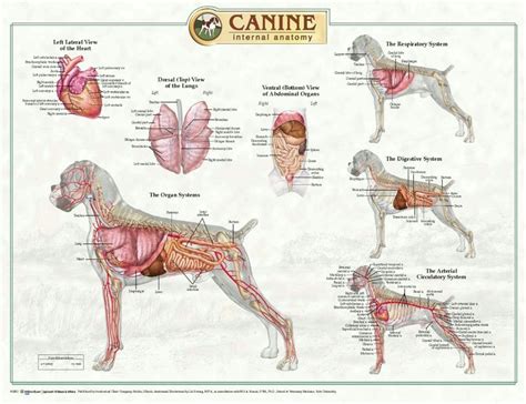 Canine Anatomy | Dog anatomy, Dog drawing, Canine