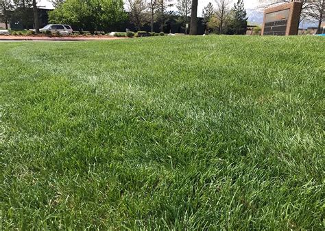 Tall Fescue - Nashville Sod Company | Sod Installation & Delivery