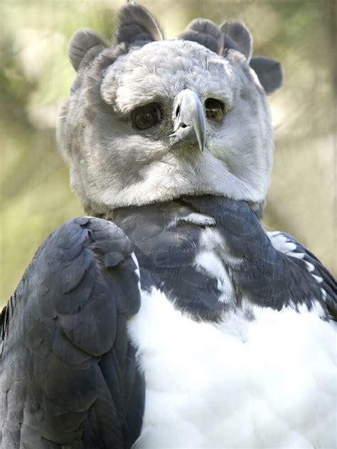 Harpy eagles are giant birds-of-prey... that look strangely like people in bird costumes