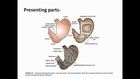 Medicines that coat the stomach: Carafate: Uses, Dosage, Side Effects