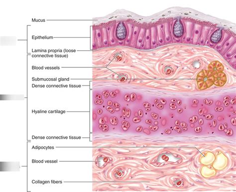 Trachea Histology Diagram | Quizlet