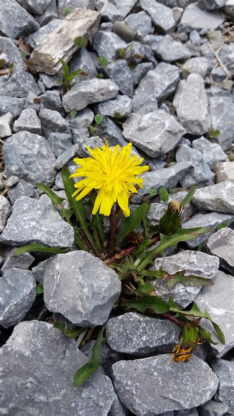 Free Images : nature, grass, rock, dandelion, leaf, flower, wild, stream, green, herb, autumn ...