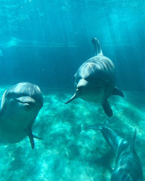 Conheça o dolphin cove no seaworld orlando – Artofit