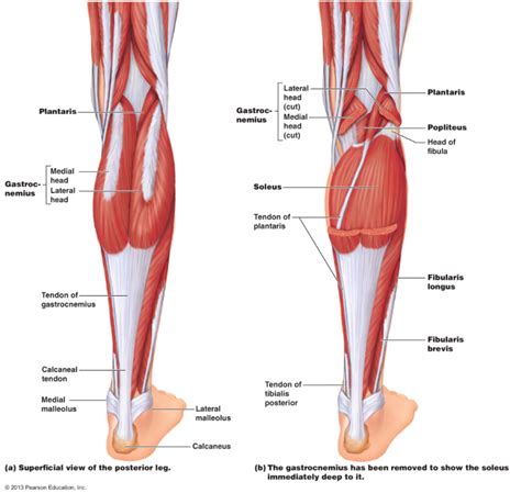 Calf Injuries - Higher Function Physio & Pilates
