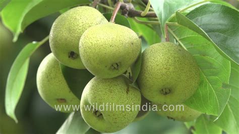 Nashpati or Pear, Pyrus communis - Fruit and fruit trees in Delhi - YouTube