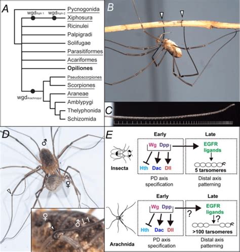 The significance of Opiliones in evolutionary developmental biology ...